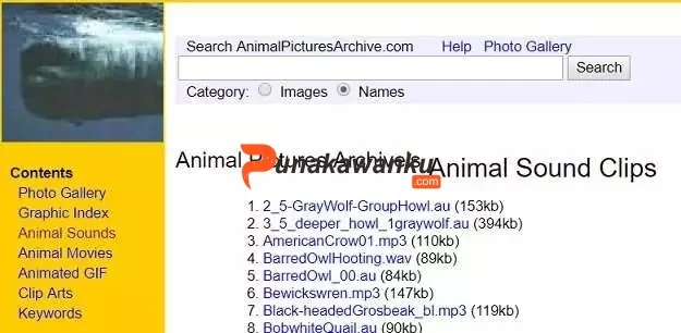 Animal Sounds